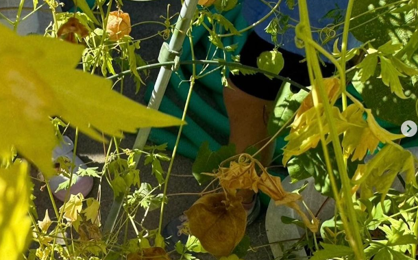 ふうせんかずら　instagram