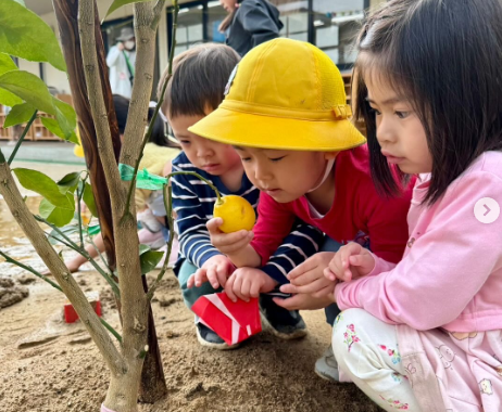 園庭にレモンの木が仲間入りしました